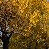 お互いに響きあって調和している