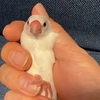 握り文鳥～再び飼い主が握れる日は