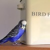 癒しのインコ育成ゲームをはじめた。