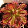 Drosera esterhuyseniae x slackii