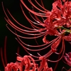 日向薬師と彼岸花（Hinatayakushi, Cluster amaryllis, Isehara）