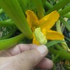 ズッキーニ人工授粉　第2弾のキュウリ植え付け　今日もサツマイモの畝の世話　今日の収穫　ブルーベリー収穫　庭のトマトが青枯れに