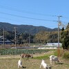 牧場かっ！
