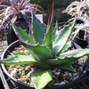 #688 生長の記録〜Agave montana【1】〜