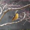 いわきの野鳥たち