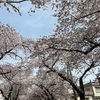 今年最後の桜