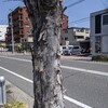 衣254アトピーみたいな木肌の街路樹