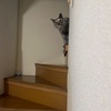 長女が帰省、私は仕事⤵️⤵️