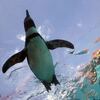 とべのペンギンさん　よく空を飛びます