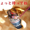 年納めしつけ教室、だよ