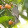 梅雨に入る前に野鳥撮影を