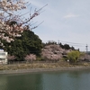 剣池の桜２０２２年（３月下旬～４月上旬）