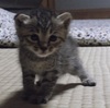 【家族が下した決断】捨て猫海ちゃんの結末！！【保護生活30日目】