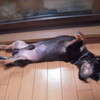 動きまくる犬。