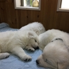 ユナベビー生後３２日目