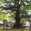法龍寺の　カヤの大木・・