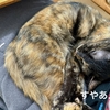 もなちゃんのお膝猫さんは貴重。