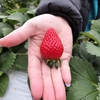 伏見酒蔵＆いちご狩りの旅4（いちご狩り）