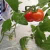 今日の収穫（2013.06.14）トマトときゅうり初収穫編