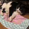 もうすぐ猫のシャンプーの時期？