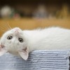 知っておくべき「猫がかかりやすい病気」と「対策」