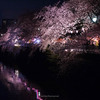 写真作品「横浜大岡川の桜まつり ライトアップ桜編」 #桜