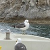 「浄土ヶ浜」は本当に極楽浄土のような景色！ウミネコを身近に感じたよ