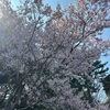 桜とか禁煙とか。