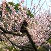 三隅梅林公園に咲いていた梅の花たちをパチリ ②
