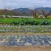 宮川早生みかん🍊初収穫