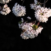 桜の写真をまとめてみました
