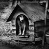 ソフトウェア犬小屋とビル建築