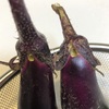 夏野菜畑の収穫　虫食いナス編