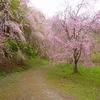 【桑折花紀行】半田山花だより