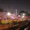 #夜桜#スカイツリー#河津桜