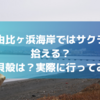 鎌倉・由比ヶ浜海岸ではサクラガイが拾える？他の貝殻は？実際に調査してみた