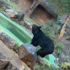 名古屋の観光スポット 【 東山動物園 】〜 可愛い動物たちの世界へ 〜