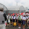 ３年生イチゴハウスの見学