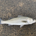 釣りと日常生活