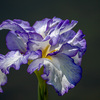 昭和記念公園の花菖蒲