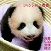 <span itemprop="headline">★上野動物園の赤ちゃんパンダ､名前が決まる。</span>