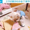 ベルを鳴らす、だけじゃない犬の“スゴ技” エサの数を正確に認識？