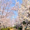 大角豆緑地のサクラ～つくば市とその周辺の風景写真案内（３８８）