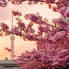 今年は都内で河津桜×スカイツリーの絶景お花見のススメ