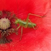 ケシとバッタと．．と　A poppy and a grasshopper and..