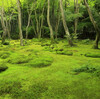 祇王寺(ぎおうじ)