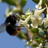 日本　ビックリグミの花とクマバチ 