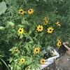 Rudbeckia