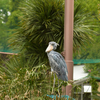 上野動物園にいって来た