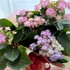 紫陽花「ひな祭り」